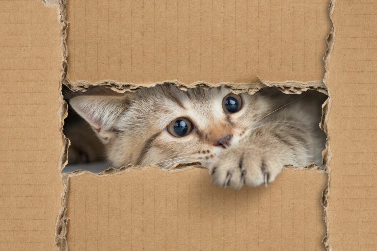 Chat dans un carton