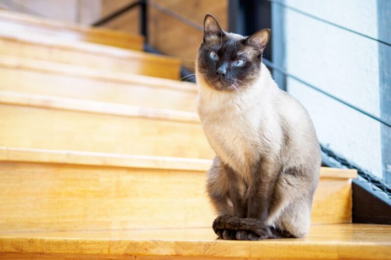 Un chat siamois assis sur le sol de l'escalier et regardant l'appareil photo