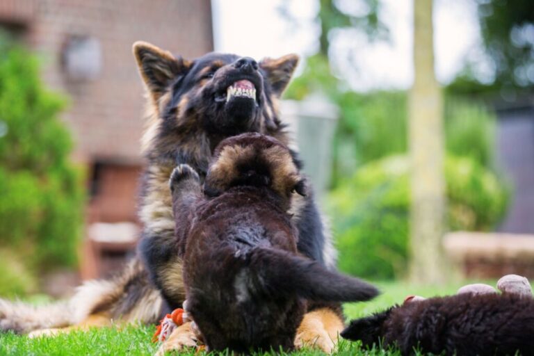 un vieux berger allemand adulte se montre agressif à l'égard d'un chiot