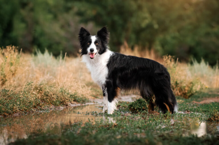 Border Collie dans un champ regarde la caméra