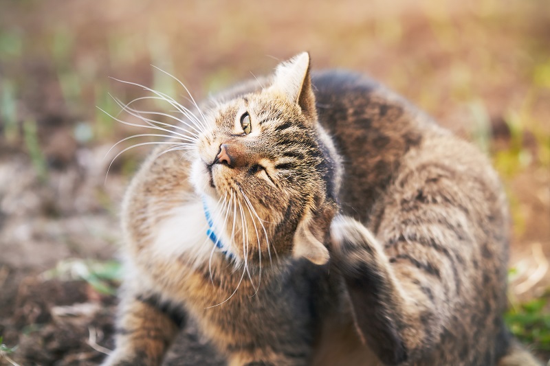 chat qui se gratte l'oreille