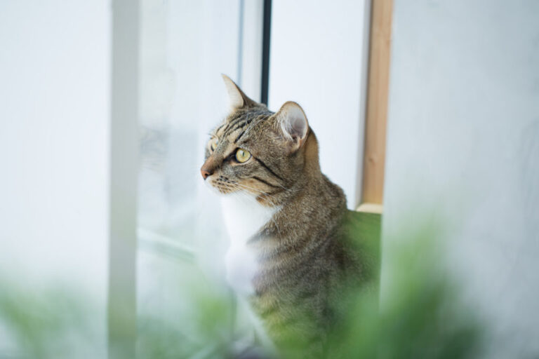 Quels sont les effets et les bienfaits de l'herbe à chat ?