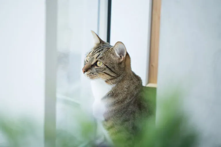 menthe à chat menthe à chat
