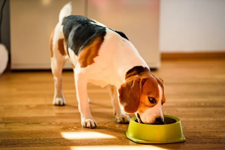 Hund mit einer Futtermittelallergie frisst Hundefutter