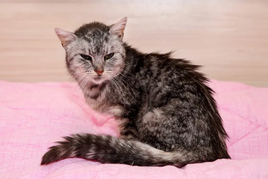 Un chat montrant des signes de s&eacute;nilit&eacute;