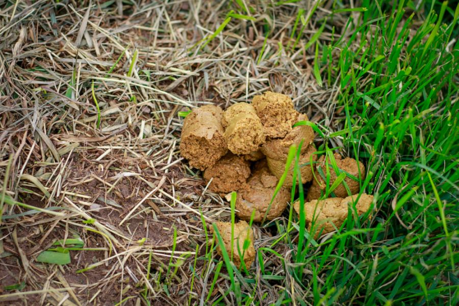 crotte de chien jaune sur l'herbe