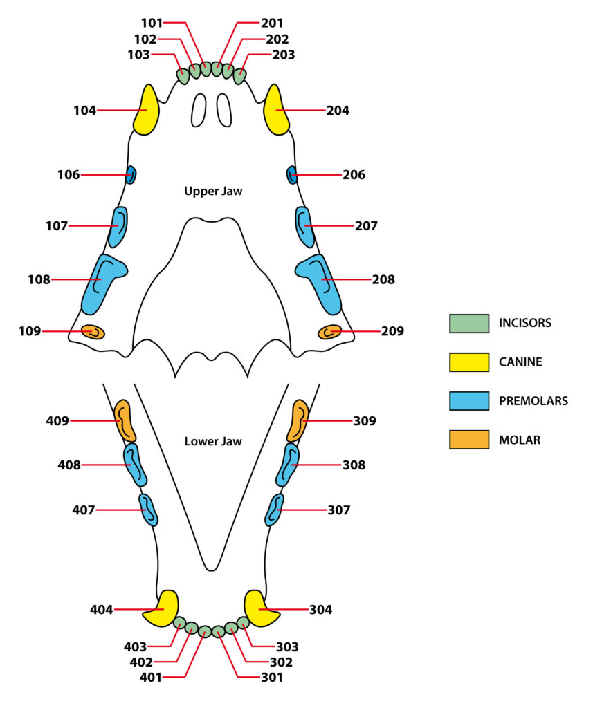 Dents de lait du chat tout savoir sur la poussée dentaire