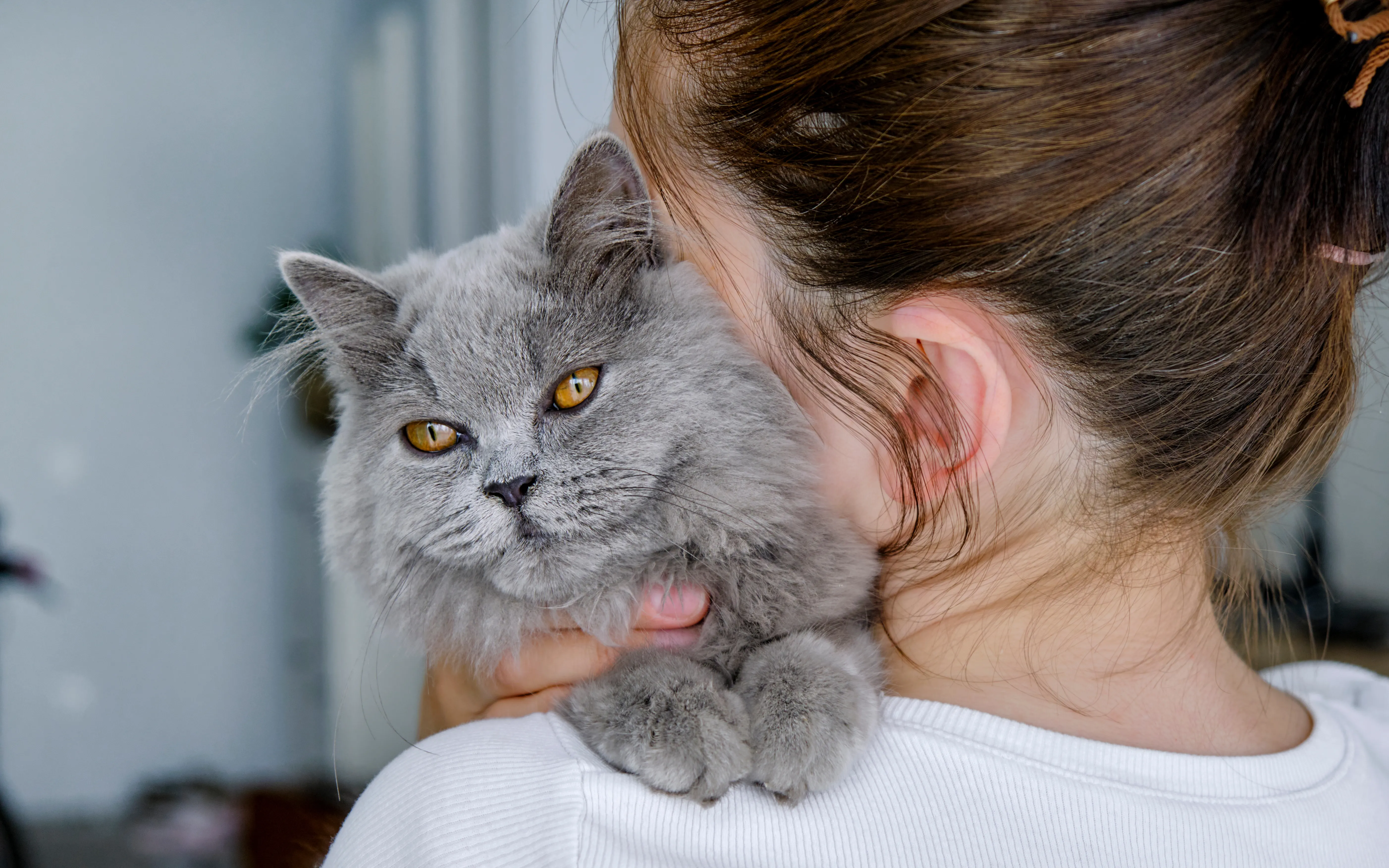 Prendre soin d&rsquo;un chat &acirc;g&eacute; &ndash; signes possibles de faiblesse li&eacute;e &agrave; l&rsquo;&acirc;ge chez le chat
