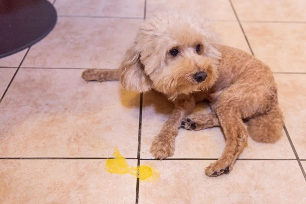 Chien qui vomit de la bile : quand faut-il s’inquiéter ?