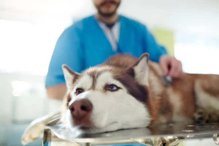 Un chien qui vomit un liquide jaune, généralement de la bile. Si ces vomissements se répètent ou s’accompagnent de symptômes comme fièvre, diarrhée ou perte d’appétit, il est conseillé de consulter un vétérinaire.