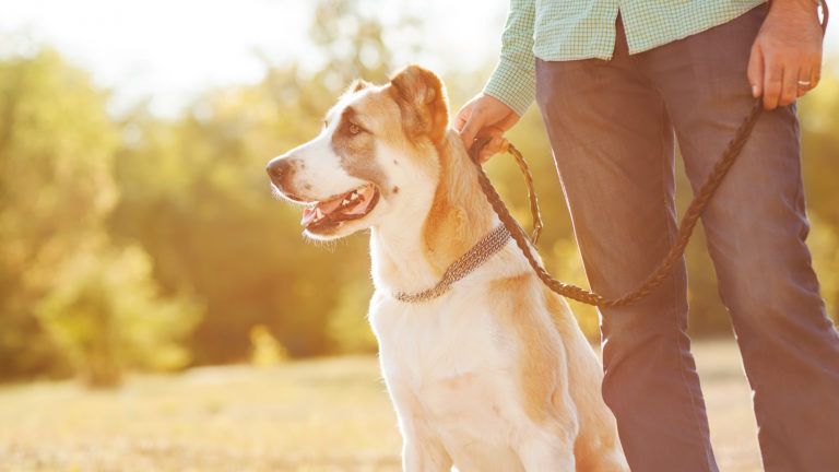 La castration chez le chien, choix du maître