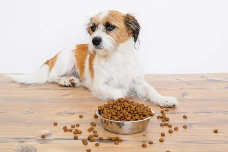 chien devant une gamelle de croquettes enrichies en probiotiques et prébiotiques