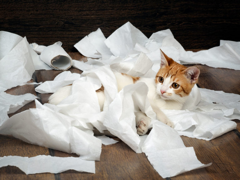 Chat qui joue avec du papier toilette