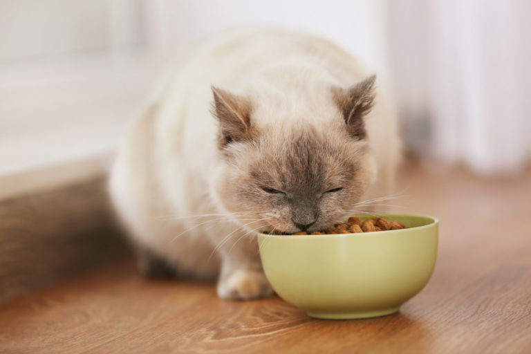 alimentation du chat d'intérieur