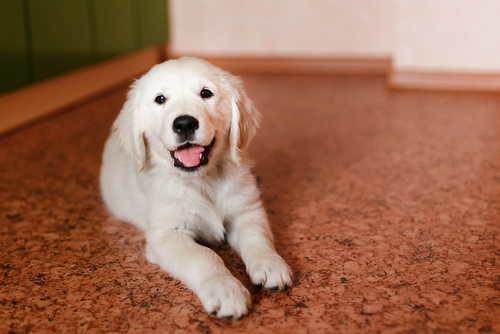 apprendre à son chiot à rester seul