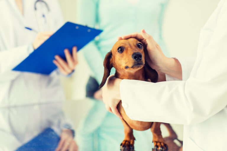 chien chez le vétérinaire après avoir vomi