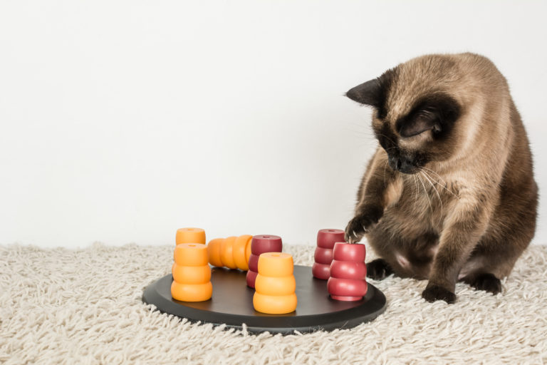 Chat siamois entrain de jouer avec un jeu d'intelligence