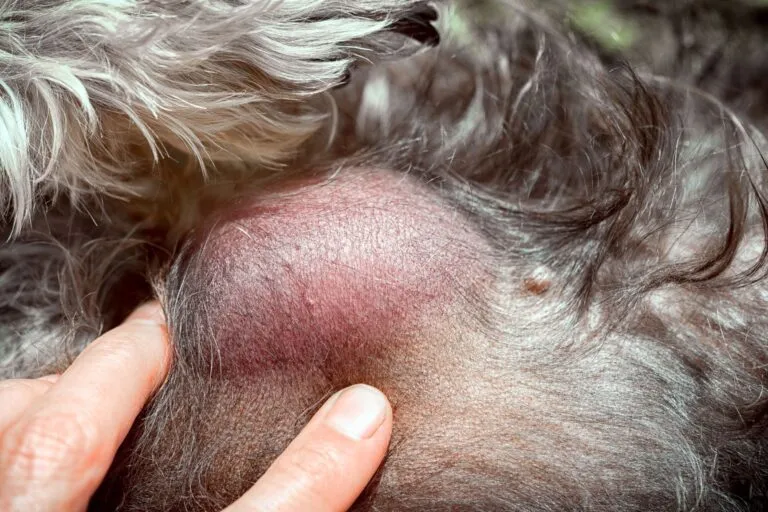 lipome sous la peau d'un chien