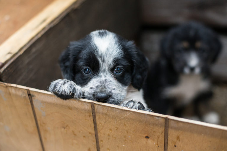 chiot à adopter dans un refuge