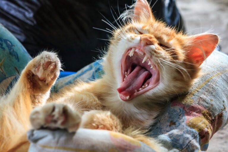 chaton qui baille, exposant ses dents de lait