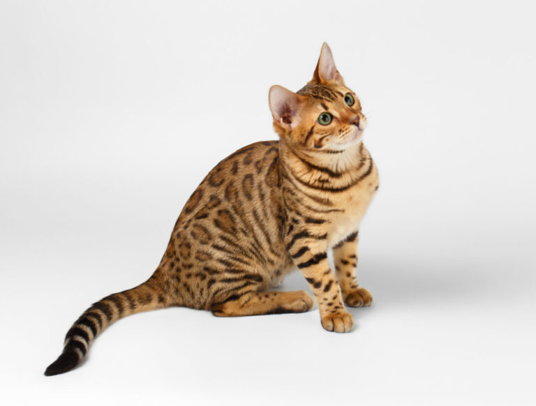 Chat Bengal : caractère, mode de vie, prix