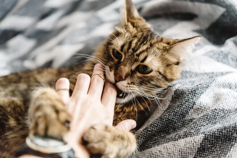 chat et agressivité