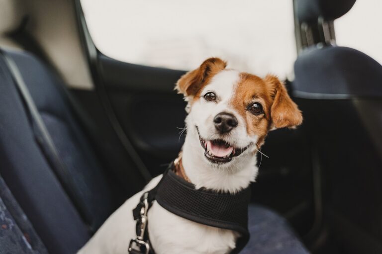 un chien dans une voiture