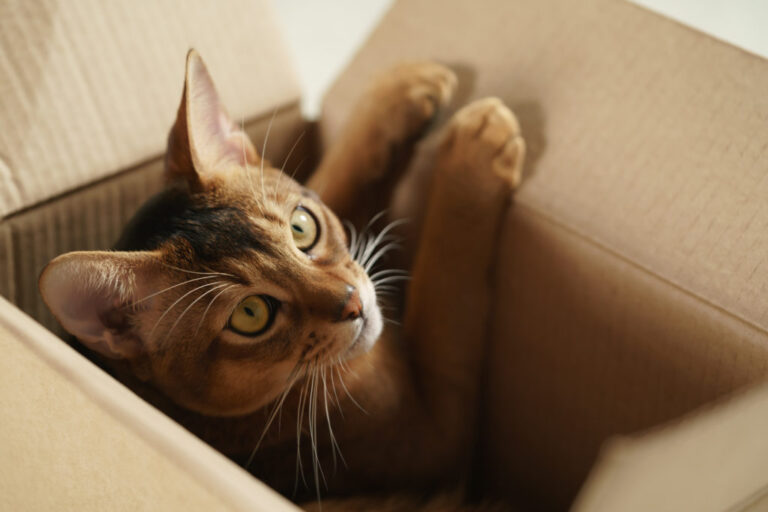 chat dans un carton