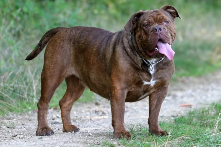 leavitt bulldog leavitt bulldog