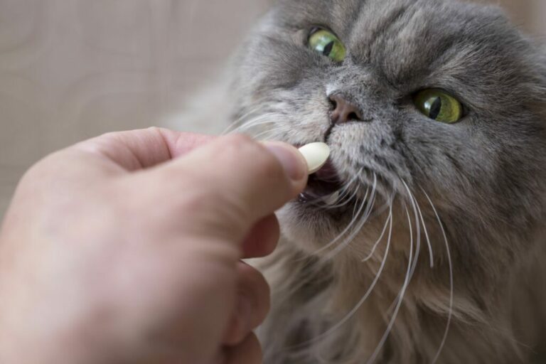 chat et médicament