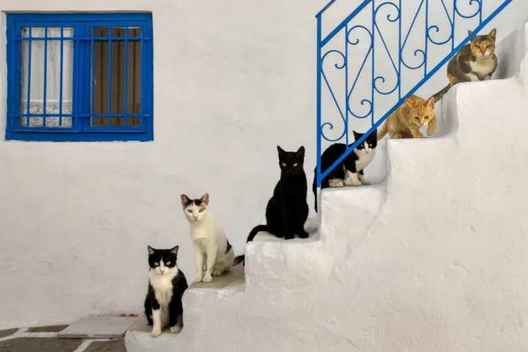 Six chats assis sur des marches d’escalier symbolisent la croissance des chats. Croissance des chats