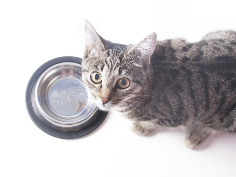 chat gris devant sa gamelle en inox vide, regarde l'objectif au-dessus de lui