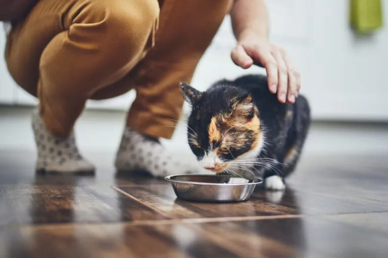 chat tricolore qui mange