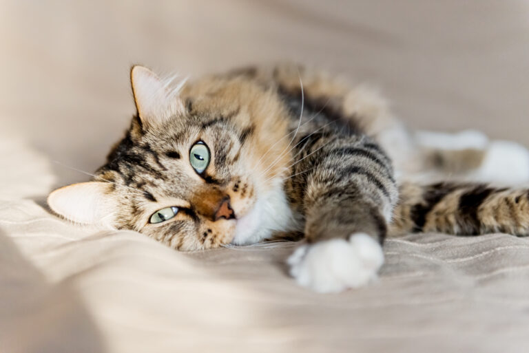 chat souffrant de pancréatite couché sur un lit