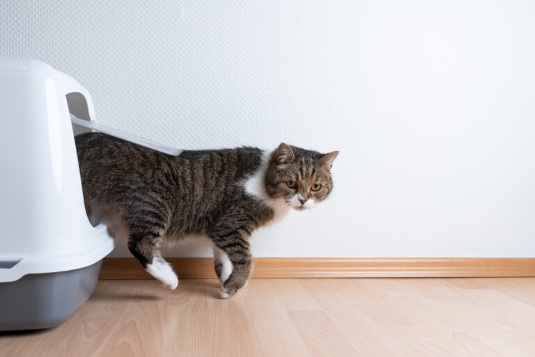 chat qui sort de sa litière