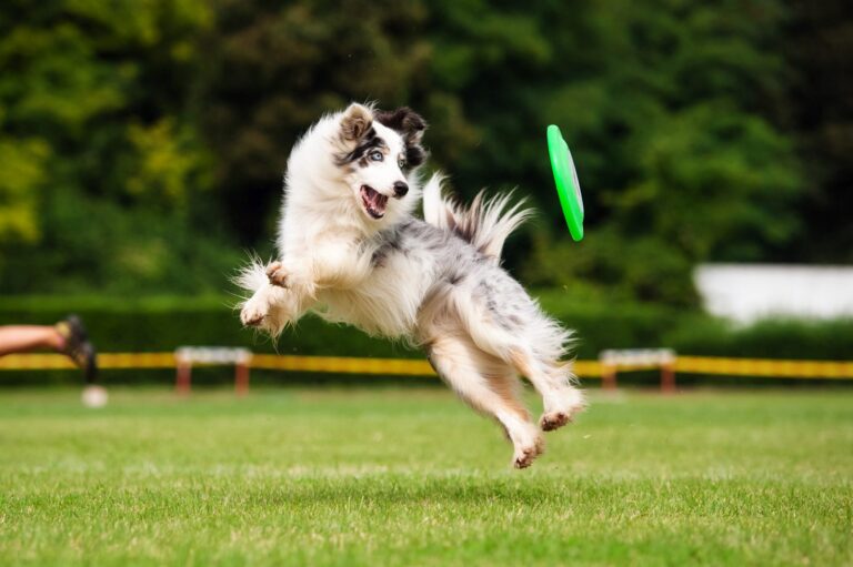 Canicross : le plaisir de courir avec son chien - Magazine zooplus Suisse