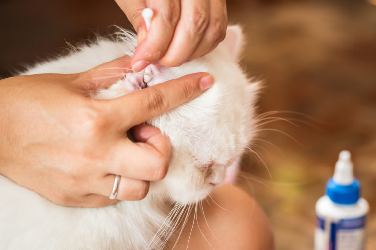 nettoyer oreilles du chat