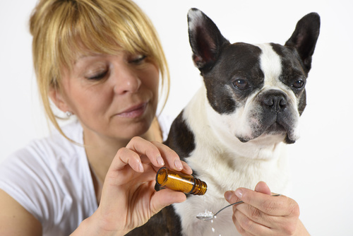 L‘homéopathie pour soigner son chien