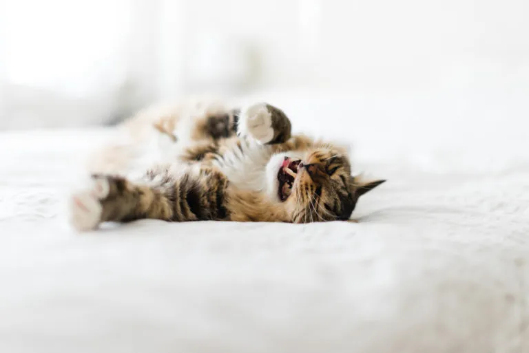 chat peureux chat peureux