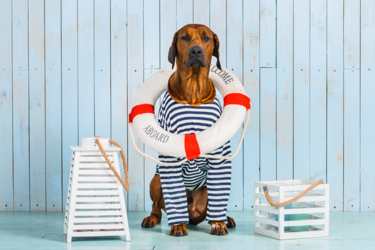 voyager avec son chien en bateau