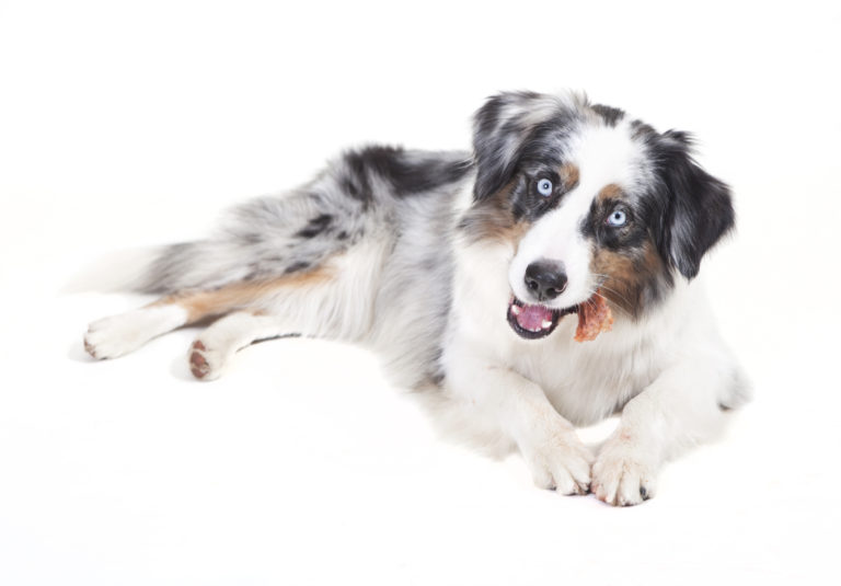 australian shepherd qui mâche une friiandise