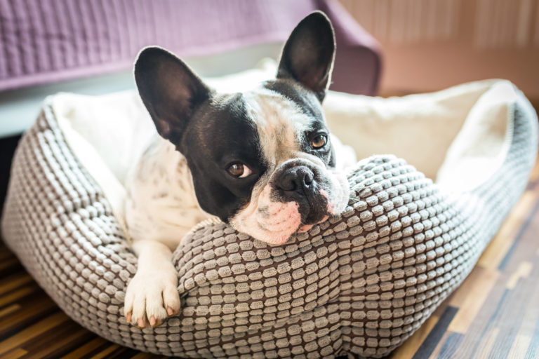 le bon panier pour chien