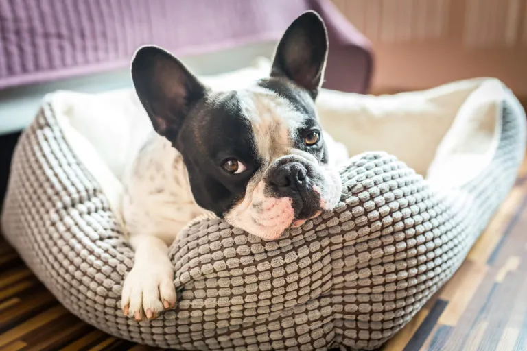 le bon panier pour chien le bon panier pour chien
