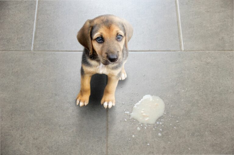 gastrite chez le chien