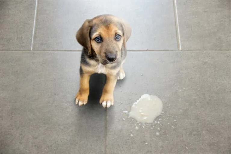 gastrite chez le chien