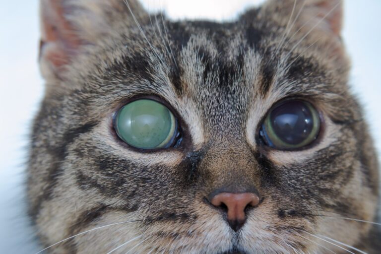 chat avec un glaucome à l'œil gauche