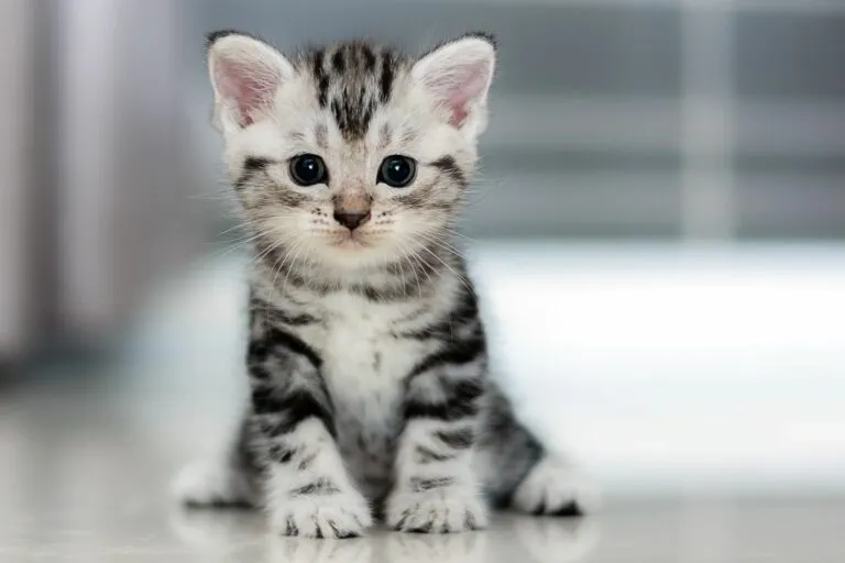 chaton tigré un chaton tigré assis