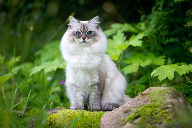 Chat Neva Masquerade dans la forêt