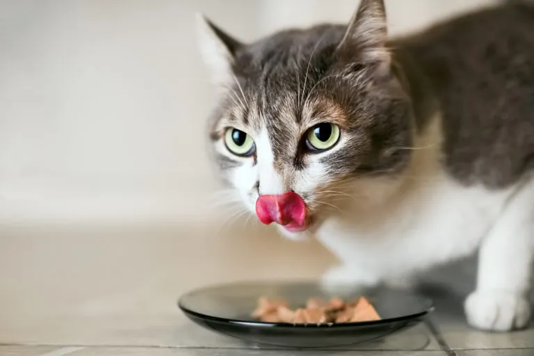 chat qui mange des croquettes sans céréales