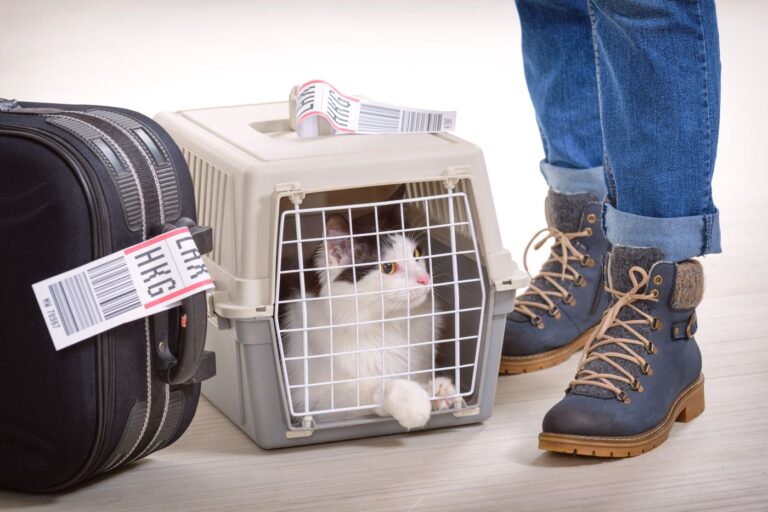 chat dans une cage de transport pour l'avion